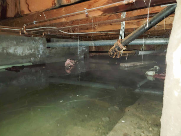 Best Commercial water damage restoration  in Dodge Center, MN